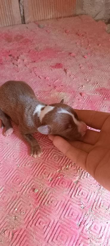 afcarka dişi: Pitbul — 7