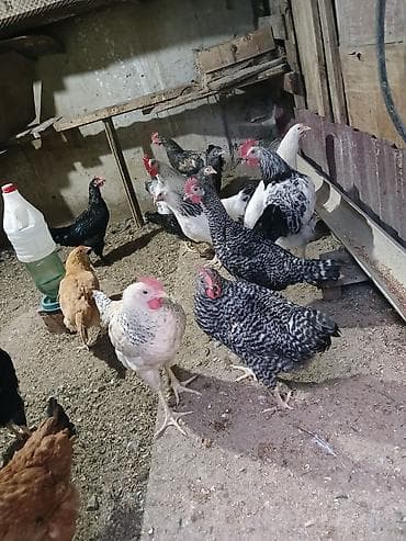Куры: Tam sağlam damazlıq yararlı toyuqlar vp:051 439 91 43 zeng :050 678 — 1