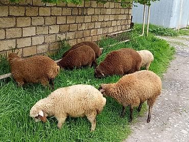 it satisi baku: Quzular xacmazdadi 7 əddəddi 5 dişi 2 ərkey 2ay arpada olan quzlardi — 7