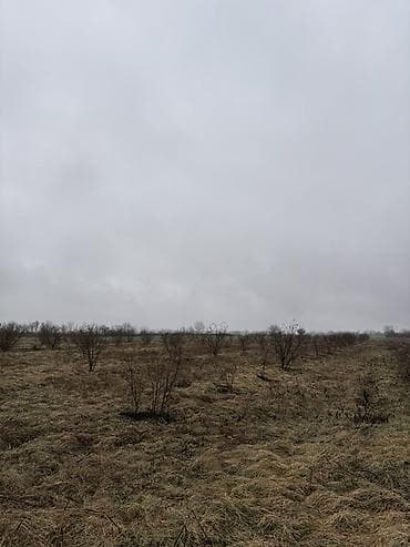 4 mikrorayon kiraye evler: Kənd təsərrüfatı, Kupça (Çıxarış) — 4