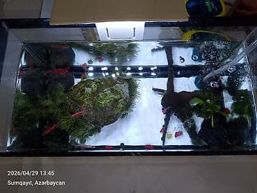 oranda balığı: Ternesiya balığı, Sülhsevər, Pulsuz çatdırılma — 1