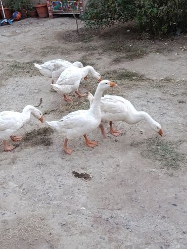 Inəklər, öküzlər: Şəkildə gördüyünüz heyvanlar satılır və ya barter edilir 7 ci aylarına — 1