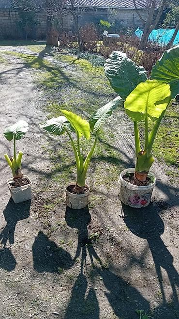 heyet gulleri instagram: Otaq bitkiləri — 5