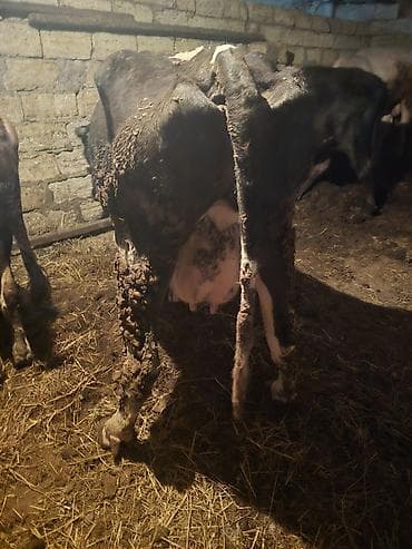 Digər heyvanlar: Süd yönümlü inək - Cins: qara‑ala (holşteyn tipli) - Məqsəd: südçülük — 3
