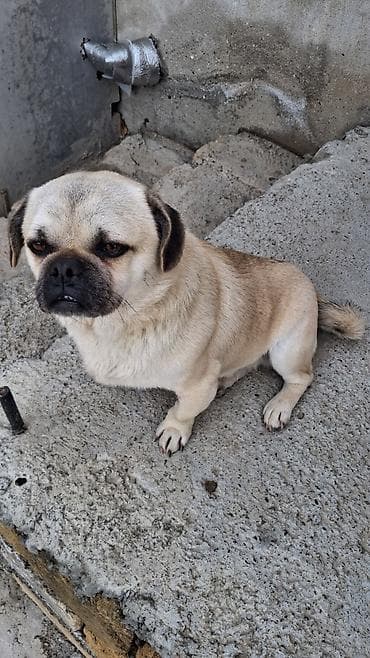 barter itlə: Mops, 1 il, Erkek — 8