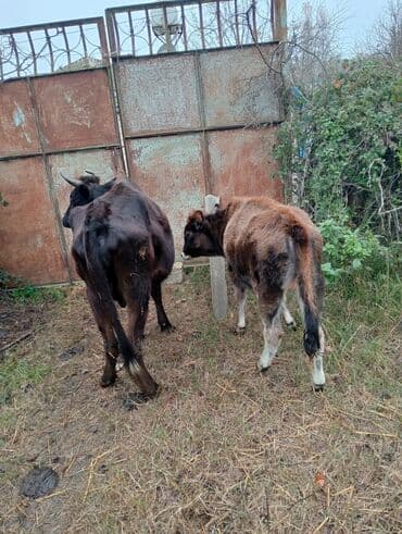 qurbanliq qoyun qiymetleri 2021: 1-ci balasıdır 5-ayləqdı dişidi 2 aylıqda boğazdır — 4