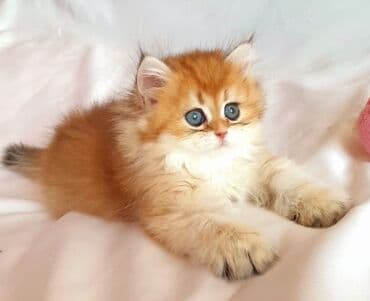 şotlan pişik: Şotland yastı qulaq, Erkək, Dişi, Yaxşı əllərə, Ünvandan götürmə, Pulsuz çatdırılma, Ödənişli çatdırılma — 30