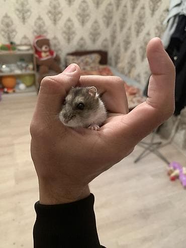 hamster satis: Cırtdan hamster (cüce hamster) – ev heyvanı - Növ: cırtdan (dwarf) — 2