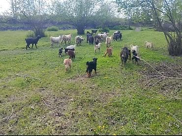 zaqatalada keci satilir: Salam Gördüyünüz xırda buynuz heyvanlar Satılır ümumilikdə 17 Ana 17 — 5