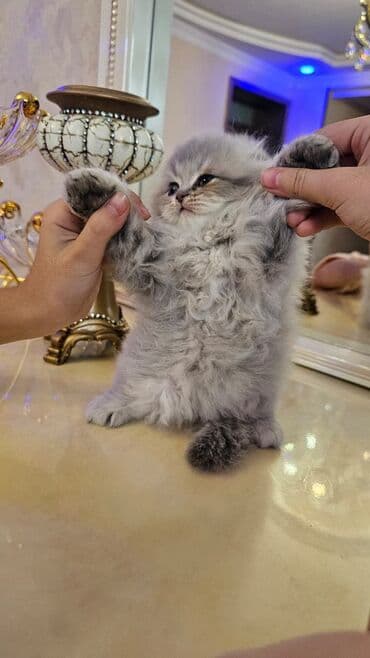 satiliq inekler: Şotland, Erkək, Dişi, Yaxşı əllərə, Ünvandan götürmə, Pulsuz çatdırılma, Ödənişli çatdırılma — 7