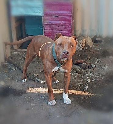 bildircin satisi: Pitbul, 1 il, Erkek — 1