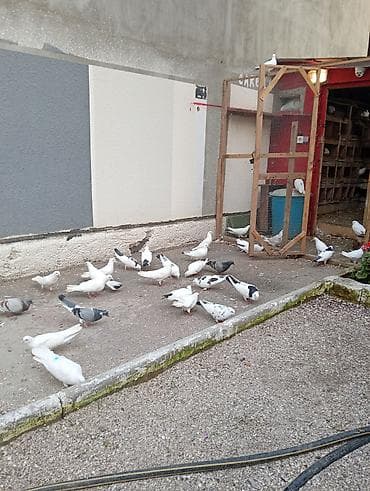 Göyərçinlər: Köm wekildekiler analaridi.balalar satiwdadi boyuk quw yox — 9