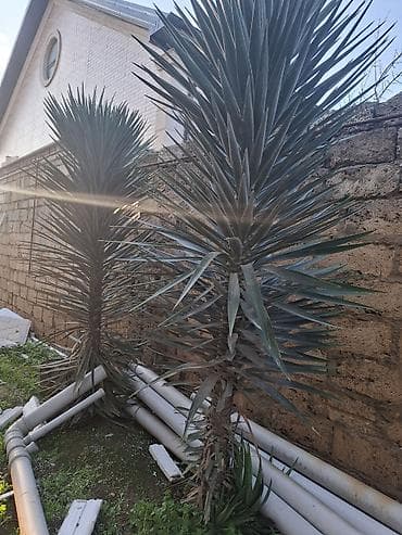 сколько стоит пальма в горшке: Bağ üçün dekorativ tropik bitkilər - Növlər: Yucca (Yucca — 2