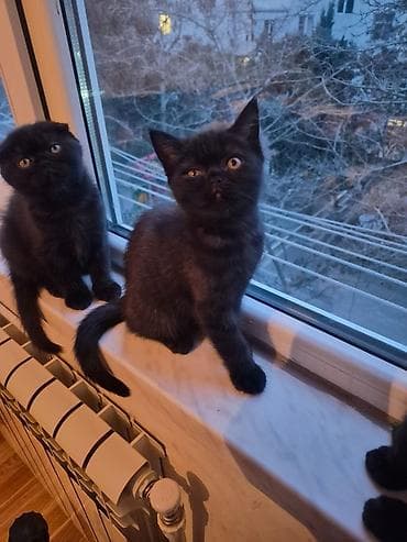 avcarka balası: Şotland yastı qulaq — 2