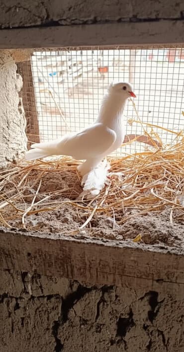 pulsuz heyvanlar verilir: Oynaq quşdu Erkekdi — 2