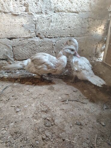 Məhsul: Muskoviy ördəkləri (indianka) Təsvir: - salam bir cüt lavanda lalafo.az -da Məhsul: Muskoviy ördəkləri (indianka) Təsvir: - salam bir cüt lavanda