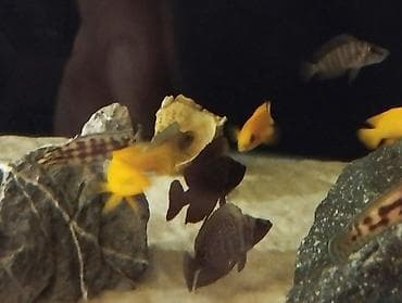 Balıqlar: Cixlid balığı — 7