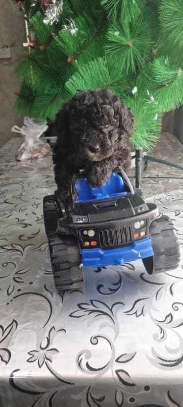 it balası satışı: Pudel, 1 ay, Erkek — 6