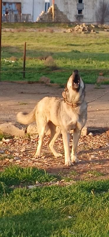 it damlari: Qurdbasar, 2 il, Dişi, Peyvəndli, Ödənişli çatdırılma — 3