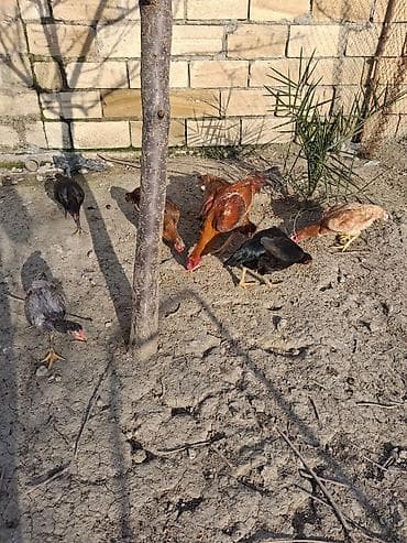 kənd toyuqu: Toyuq cücələri, Ətlik — 4