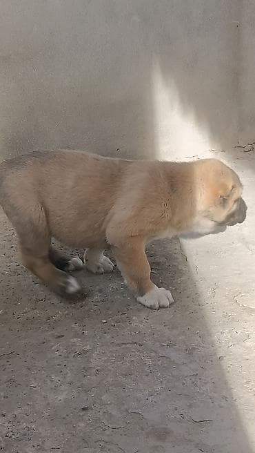 erkək danalar: Kanqal — 7