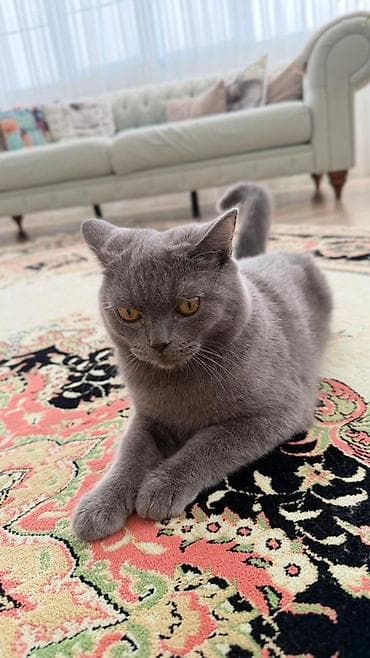 siam pişiyi: Britan — 4