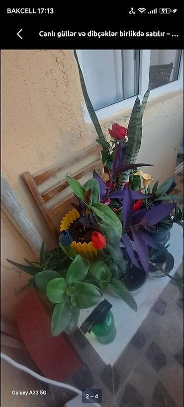 liliya gulu: Canlı güllər. Dibçəklərlə birlikdə təcili satılır — 3