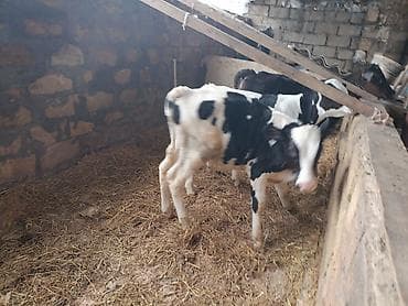 kök dana: Salam buzovlari satiram 2 si erkey 1 ri disi tam saglam heyvanlardi — 2