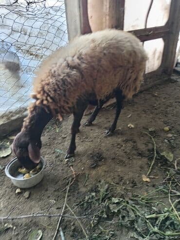 qoyun yanıbala: Qoyun və quzusu – yerli qaragül/yağılı tipli ana heyvan - Ana qoyun — 1