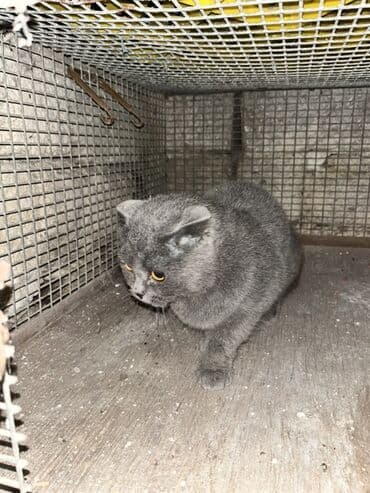 pişik satisi 2020: Şotland, Dişi, Ünvandan götürmə — 2