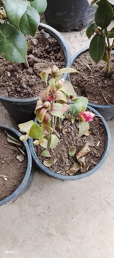 gül və çiçək adları: Bütün Bölgələrə çatdırılma var ətraflı məlumat üçün whatsapp da yaza — 1