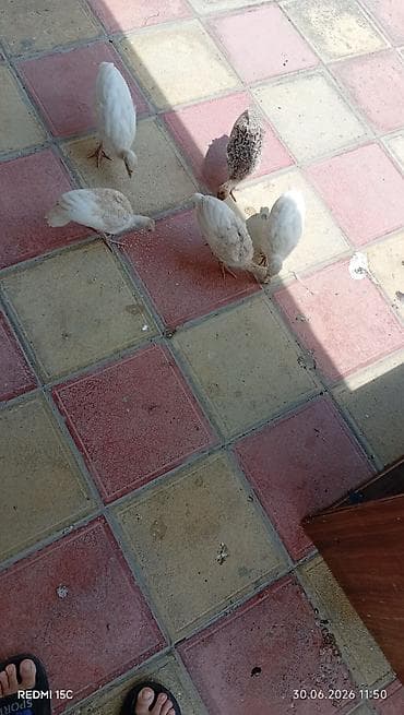 Hindusqa balalari satılır balalar tam sağlamdır. bir ayın cucəsidir
