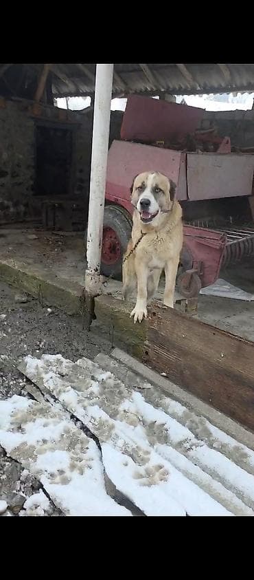 1 il, Erkek, Peyvəndli