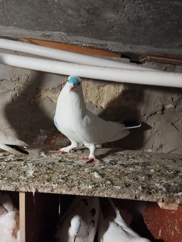 Satılır: ev göyərçinləri - Növ: dekorativ/uçuş göyərçinləri -