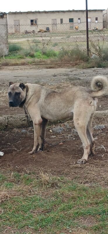 отдам в хорошие руки маленькую собачку: Кангал, 2 года, Самец, С прививками — 5