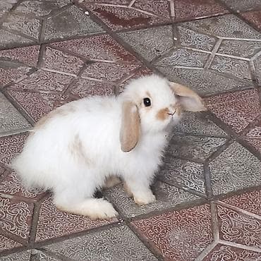 Mini lop dovşanları satılır bir cütü 75 m 1 dişi 1 erkekdi 2 sin alana