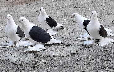 deve quşu: Məhsul: Qanadlı ayaqlı dekorativ göyərçinlər (ağ-qara rəngli) Təsvir — 2
