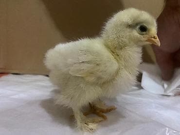 hamster satis: Toyuq cücələri, Ətlik — 2