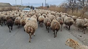 Сельхоз птицы: 550 baş qaradolaq sortu satlır qiymet elaqe saxla — 8