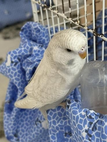 Təmiz qan çex quşlardir ve iri quşlardır
 biri 25 manat