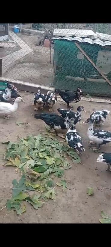 cins pişikler: Moskoviya (indom) ördəkləri – qarışıq rənglər (qara-ağ və ağ). - — 2