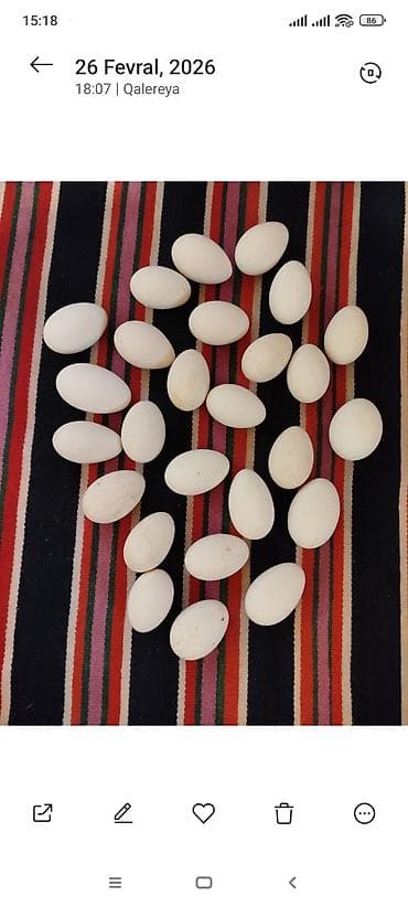 купить кур: Salam qaz yumurtası var ünvan yeni surxanı — 2