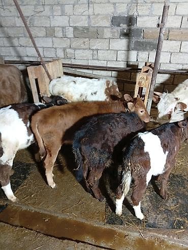 Птицы: Salam aleykum dishi danalardır qara alalar İvanovka di qırmızı sharol — 2