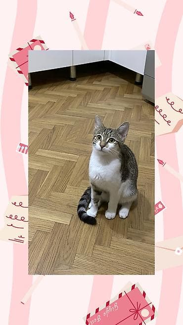 Dişi, Yaxşı əllərə