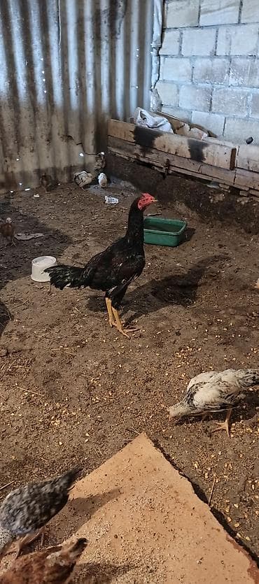 erkəy danalar: Toyuq cücələri, Damazlıq — 5