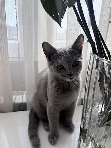 Птицы: Britan pisik balalari (dişi)19.10.2025 — 5