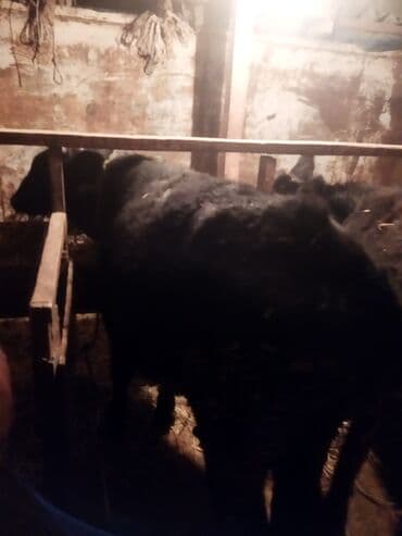 buzov satisi: Dana, buzov, Erkək, ay: 1, 100 kq, Ətlik, Ünvandan götürmə — 4