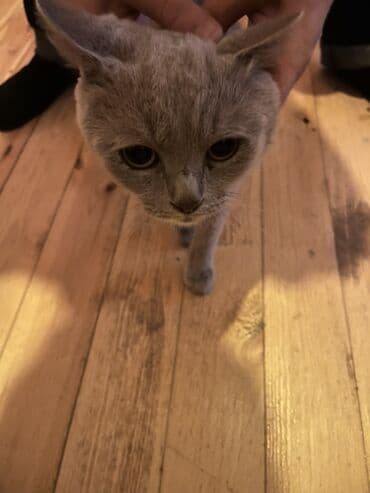 pişik üçün daraq: Yaxşı əllərə — 2