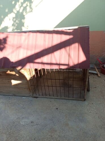 alman çoban köpeği: Alman çoban iti, 3 ay, Erkek, Sənədli — 1
