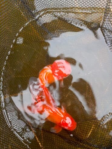 купить аквариум в баку: Oranda 2 quyruq qiyməti 2 manat 4 quyruq qiyməti 3 manat. Ünvan — 6